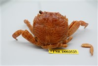 藏品(白紋方蟹)的圖片